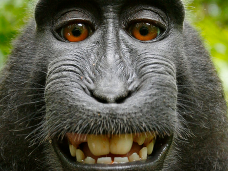 File:Macaca cropped.png