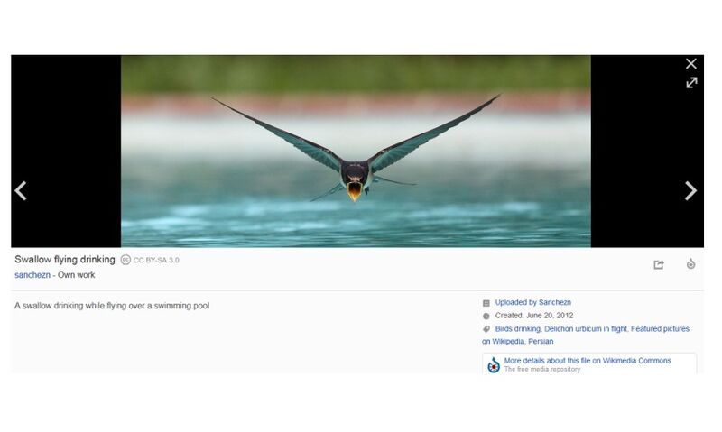 File:Media Viewer.jpg