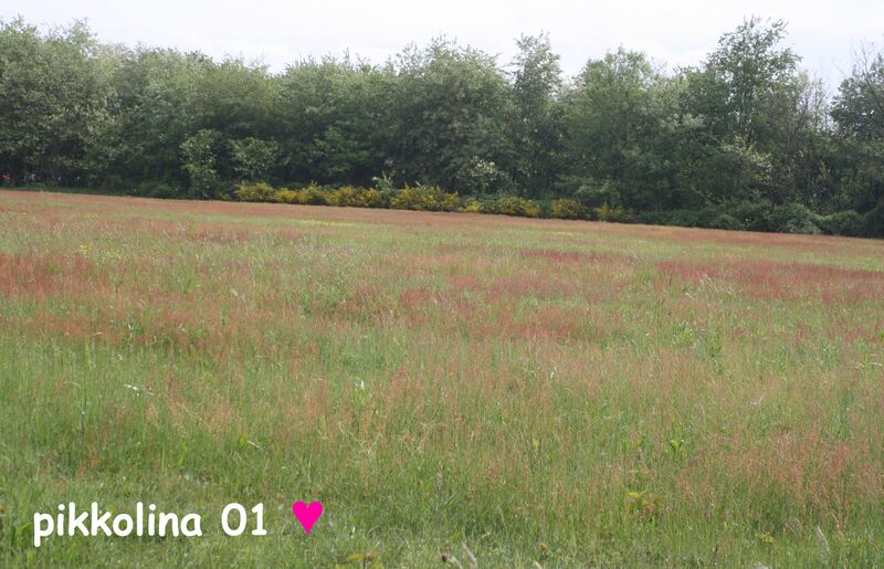 File:Immagine da NON caricare per WLM.jpg