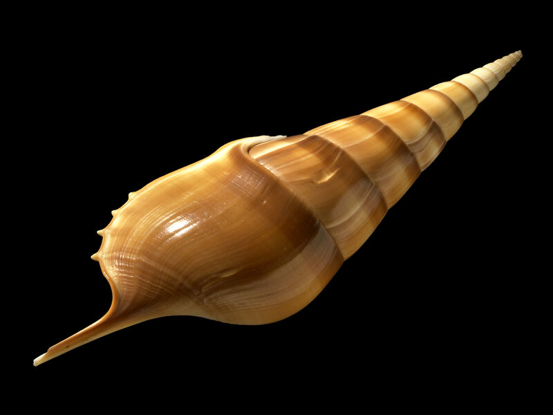 File:Tibia insulaechorab .jpg