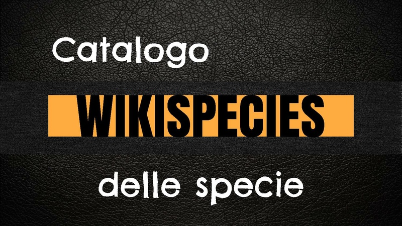 File:Approccio wiki nella scuola.pdf