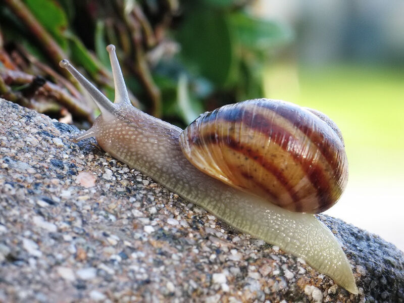 File:Common snail.jpg