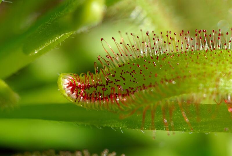 File:Drosera capensis 2 Luc Viatour.jpg